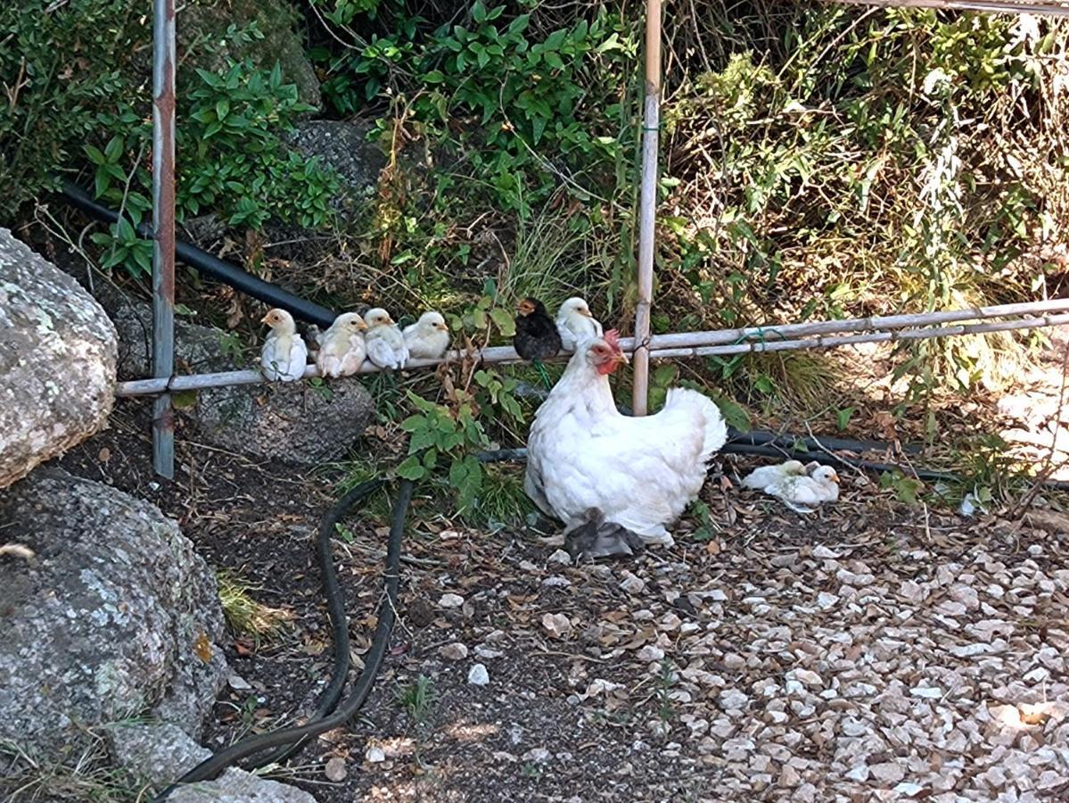 La Cera Farm Camping B&B Santa Teresa Gallura Εξωτερικό φωτογραφία
