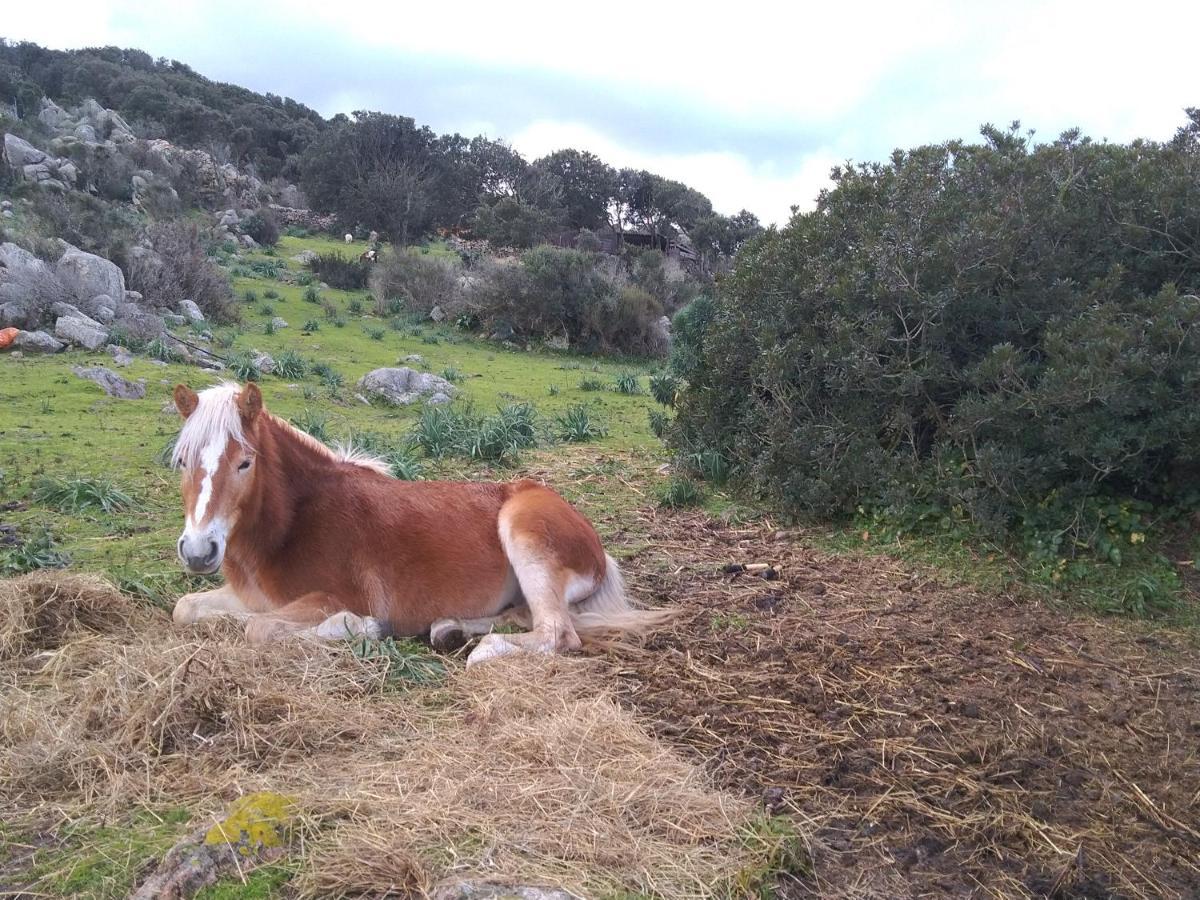 La Cera Farm Camping B&B Santa Teresa Gallura Εξωτερικό φωτογραφία
