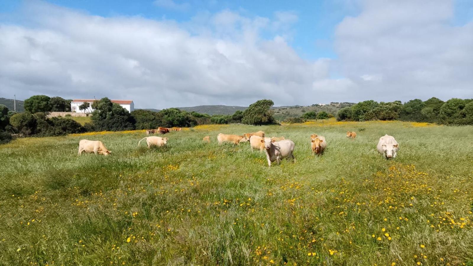 La Cera Farm Camping B&B Santa Teresa Gallura Εξωτερικό φωτογραφία