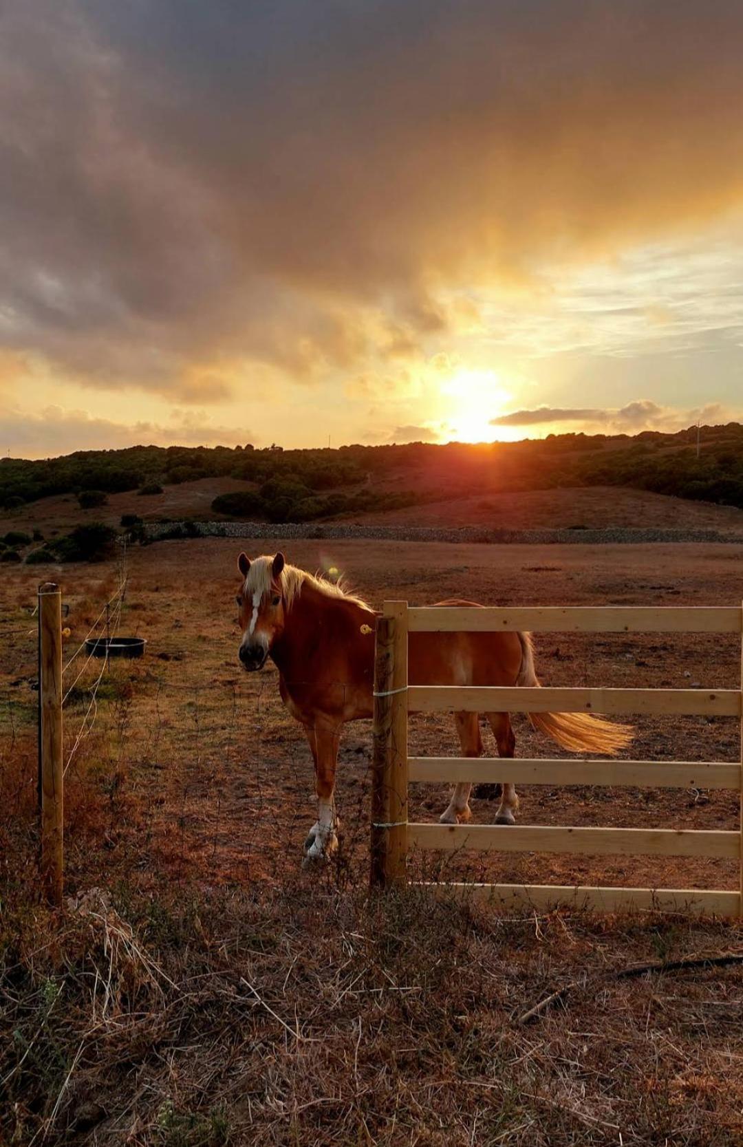 La Cera Farm Camping B&B Santa Teresa Gallura Εξωτερικό φωτογραφία